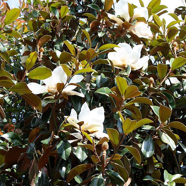 Magnolia grandiflora 'Goliath' (Magnolia grandiflora 'Praecox')