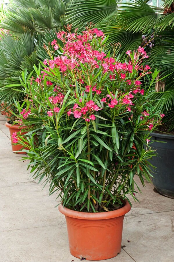 NERIUM OLEANDER
