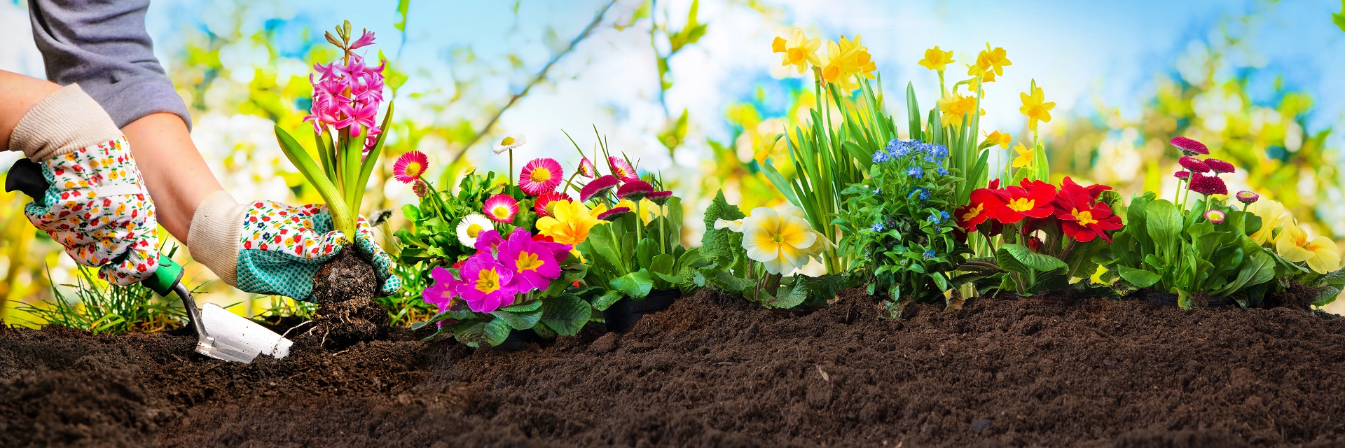 Planting,Flowers,In,Sunny,Garden