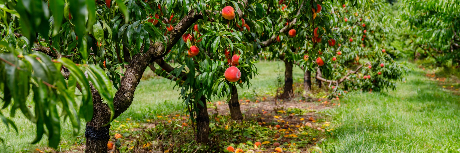 Peach,Orchard,With,Ripe,Red,Peaches.,Colorful,Fruits,On,Tree
